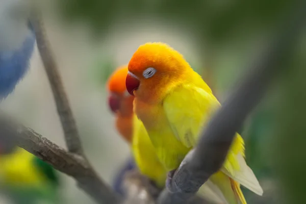 Милый Красочный Солнце Conure Попугай Птиц Ветке — стоковое фото