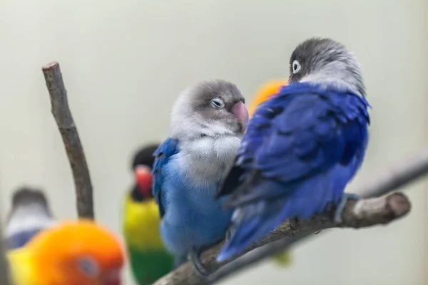 Leuke Kleurrijke Sun Papegaaiachtigen Papegaai Vogels Tak — Stockfoto