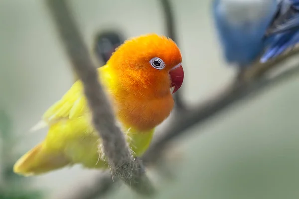 Милый Красочный Солнце Conure Попугай Птиц Ветке — стоковое фото