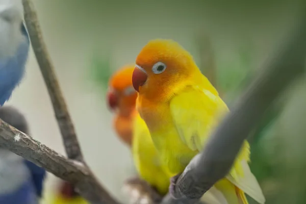 지점에 귀여운 화려한 일요일 Conure 앵무새 — 스톡 사진