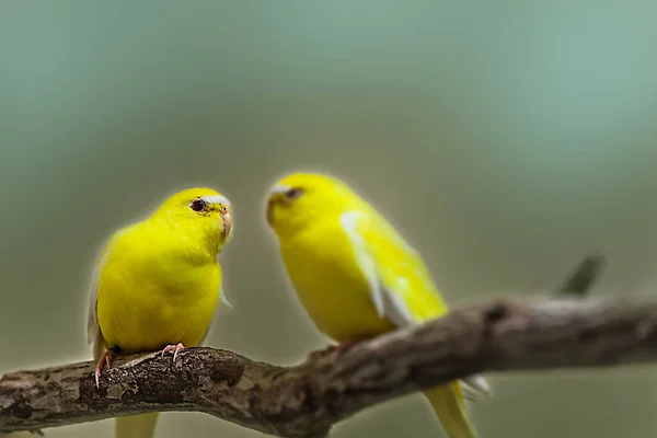 Cute Colorful Sun Conure Parrot Birds Branch — Stock Photo, Image