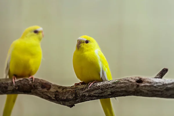 Милий Барвистий Папуга Папуга Птахів Гілці — стокове фото
