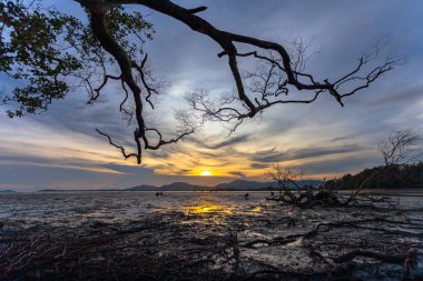 mangrov orman düşük gelgit sırasında güzel gün batımı beac mangrov orman insanlarını yok suda yürüyebilir