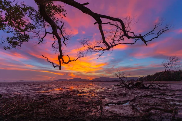 mangrov orman düşük gelgit sırasında güzel gün batımı beac mangrov orman insanlarını yok suda yürüyebilir