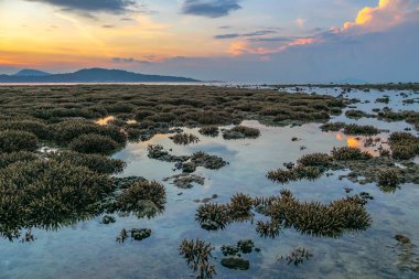mercan resif üzerinde sahne gündoğumu. mercan kayalığı su azaltılmış su düzeyinde çıkar