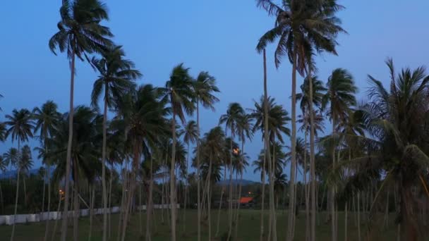 pleine lune au-dessus du champ de noix de coco 