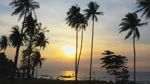 Décor Coucher Soleil Sur Champ Noix Coco Sur Montagne Côté — Video