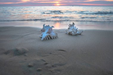 kabuklu deniz ürünleri sahilde günbatımı zamanı