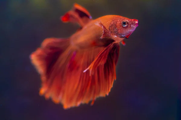 Rode Betta Vis Halfmoon Betta Mooie Vissen Thailand Zwarte Achtergrond — Stockfoto