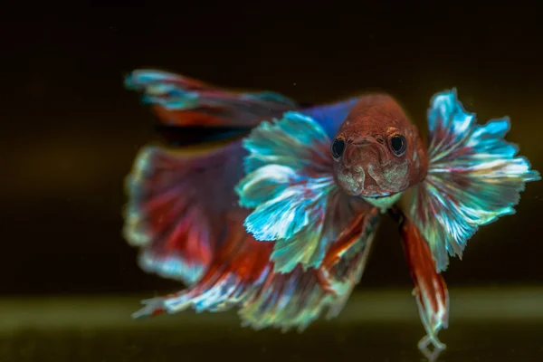 Siamese Fighting Fish Has Thai Flag Color — Stock Photo, Image