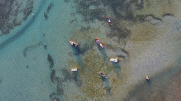 Vista Aérea Perro Turistas Playa Junto Los Barcos Pesca Playa — Vídeo de stock