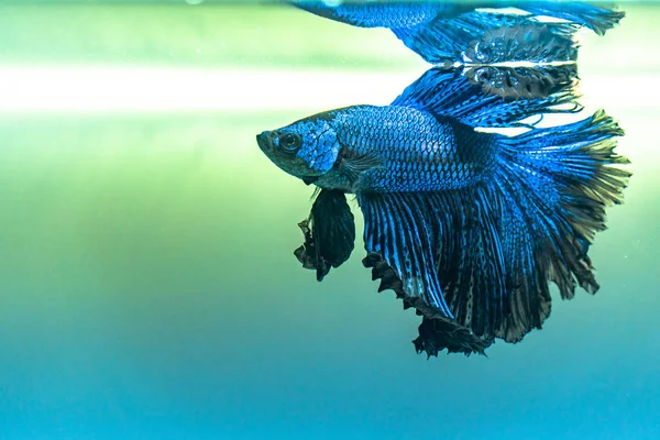 Blauwe Siamese Vechten Vis Halfmoon Betta Vissen Aquarium — Stockfoto