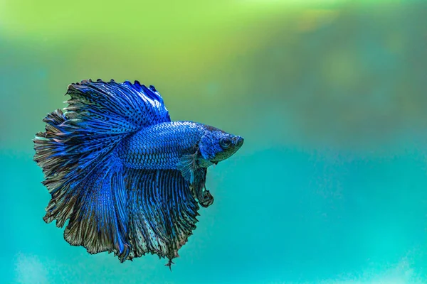 Blauwe Siamese Vechten Vis Halfmoon Betta Vissen Aquarium — Stockfoto