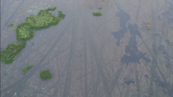 Areial Megtekintése Turisták Hajó Parkolási Lehetőség Hogy Szép Rózsaszín Virág — Stock videók