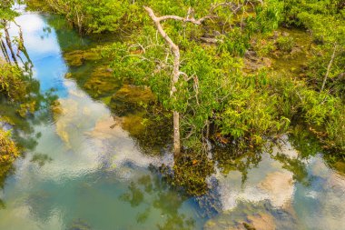 Tha Pom Klong şarkı Nam inanılmaz Krabi.Tha Pom bataklık orman orman zekâ doğamda