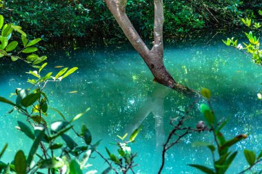 Tha Pom Klong şarkı Nam inanılmaz Krabi.Tha Pom bataklık orman orman zekâ doğamda