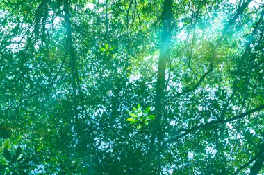 Tha Pom Klong şarkı Nam inanılmaz Krabi.Tha Pom bataklık orman orman zekâ doğamda