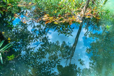 Tha Pom Klong şarkı Nam inanılmaz Krabi.Tha Pom bataklık orman orman zekâ doğamda
