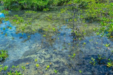 Krabi doğada şaşırtıcı Tha Pom Klong şarkı Nam, mükemmel bataklık ormandaki mangrov ağaçlar Yenidoğan
