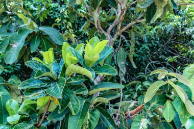 tam bir bataklık yeşil yaprak tuzlu su ile tatlı su karışımız yeşil su yeri 