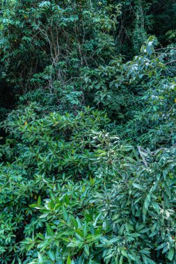 tam bir bataklık yeşil yaprak tuzlu su ile tatlı su karışımız yeşil su yeri 