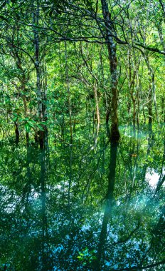 tam bir bataklık yeşil yaprak tuzlu su ile tatlı su karışımız yeşil su yeri 