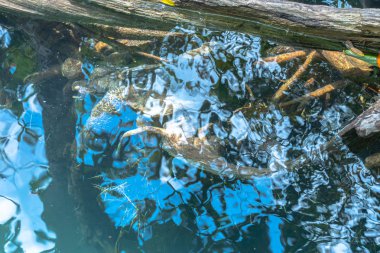 Mangrove güzel kökleri Krabi Tha POM Klong Song Nam inanılmaz doğa temiz suda aracılığıyla görebilirsiniz