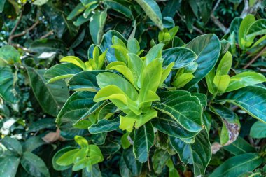 tam bir bataklık yeşil yaprak tuzlu su ile tatlı su karışımız yeşil su yeri 