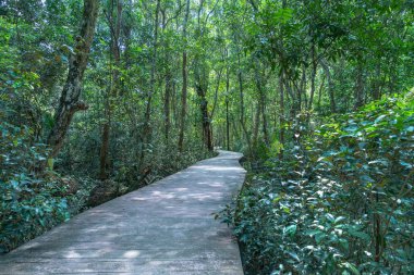 Forest geçit Intha POM Klong Song Nam inanılmaz doğa Krabi