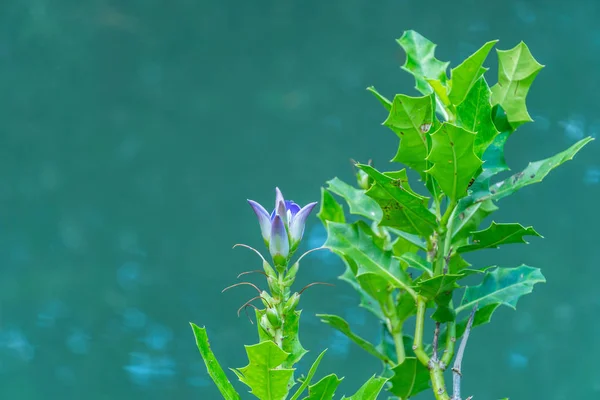 Lila Blume Von Zweijährigen Pflanzen Die Wasser Bei Tha Pom — Stockfoto