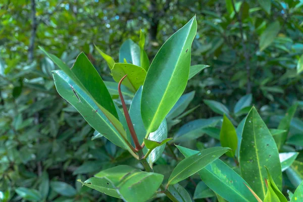 Hoja Verde Pantano Completo Lugar Agua Verde Esmeralda Mezcla Agua —  Fotos de Stock