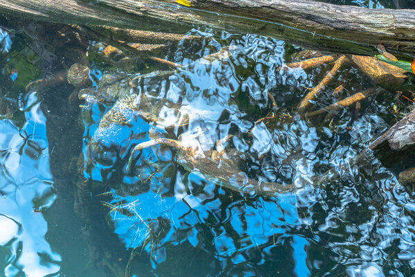 beautiful roots of mangrove can see through in clean water at Tha Pom Klong Song Nam amazing nature in Krabi