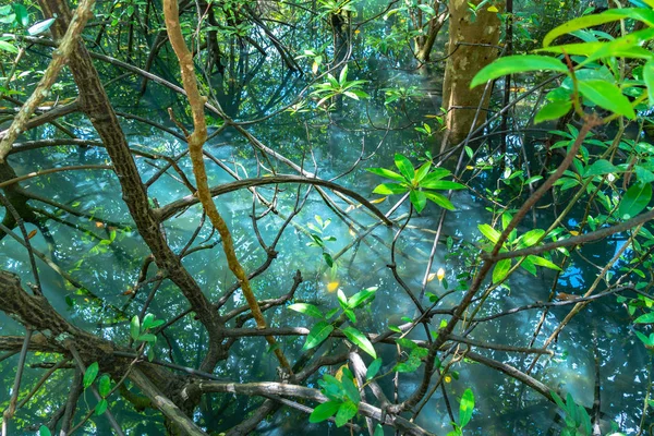 green leaf in a complete swamp the place of emerald green water from fresh water mix with salt water