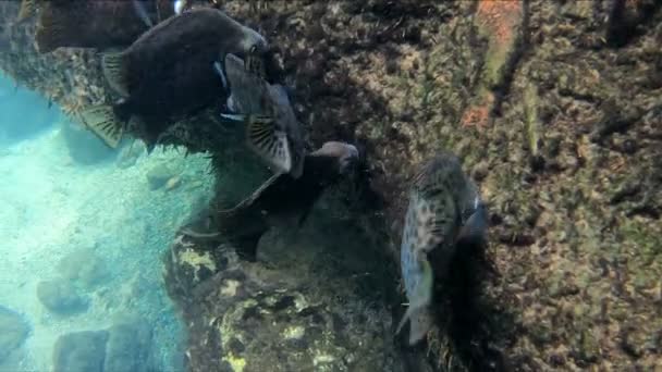 Veel Vissen Leven Beken Met Smaragdgroen Gemengd Met Blauw — Stockvideo