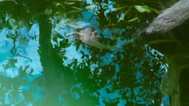 Mangrov ağacının güzel kökleri ve mavi su yüzeyi