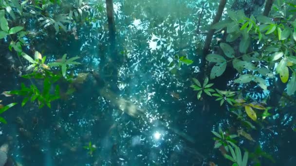 Beautiful Roots Mangrove Tree Blue Water Surface — Stock Video