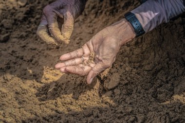 Tayland halkı ve çiftçiler Royal Ploughing Ceremony Da pirinç tohumu için arama