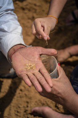 Tayland halkı ve çiftçiler Royal Ploughing Ceremony Da pirinç tohumu için arama