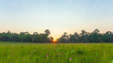 Khao Yai milli parkı büyük alanda zaman atlamalı gün batımı. çim alan Khao Yai geyik ve fil bir gıda alanıdır