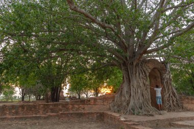 banyan ağacının inanılmaz kök Ayutthaya döneminde uzun süre eski antik kapı tutun. zamanın kapısı i