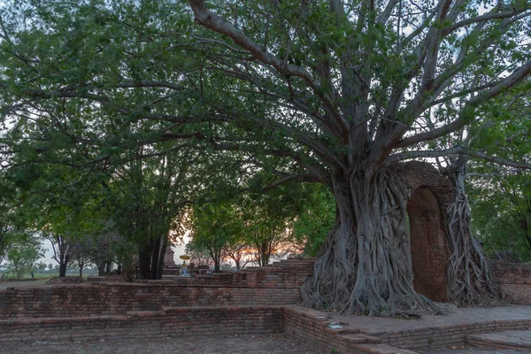 나무의 놀라운 뿌리는 아유타야 시대에 오랫동안 고대문을 보유하고 있습니다 시간의 — 스톡 사진