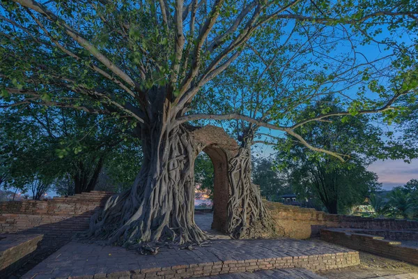 나무의 놀라운 뿌리는 아유타야 시대에 오랫동안 고대문을 보유하고 있습니다 시간의 — 스톡 사진