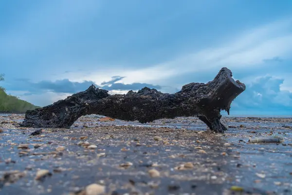 Schwarzes Holz Auf Verstreuten Muscheln Einem Schwarzen Strand Thailand — Stockfoto