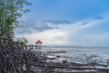 siyah plaj görünümü nde mangrov ağacının kökü Trat Thailan