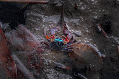 renkli yengeçler mangrov ormanda çamur üzerinde yürüyor