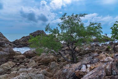 Kayalarla dolu plajın yanındaki kayalarda bir ağaç doğdu.