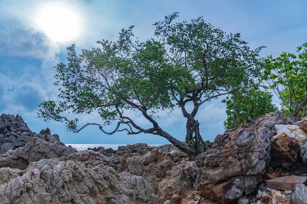 一棵树诞生在满是岩石的海滩上的岩石上 — 图库照片