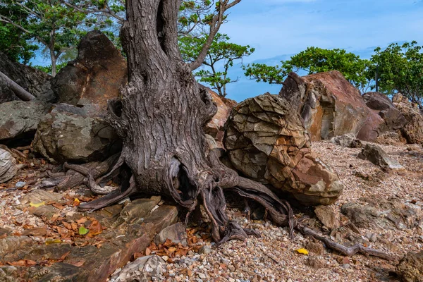 바위가 가득한 바위에 나무가 태어났습니다 — 스톡 사진