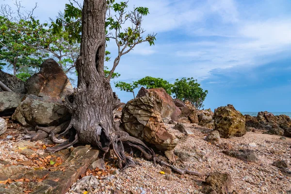 Tree Born Rocks Beach — Stock Photo, Image