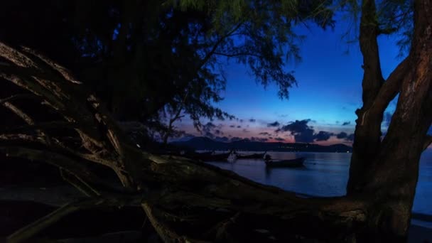 Time Lapse Radice Pino Vicino Alla Spiaggia Radici Pino Sono — Video Stock